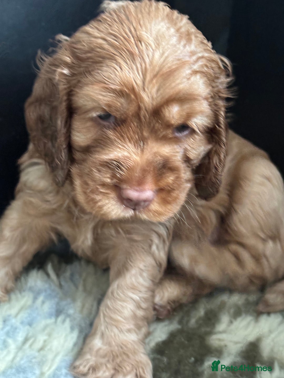 Cocker Spaniel dogs for sale: ✨ Show Cocker Spaniel pups ✨ - Image 3