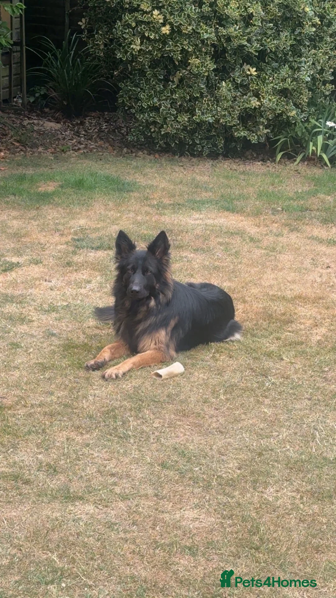 German Shepherd dogs for sale: 2 year old German Shepard female  in Dereham - Advert 1