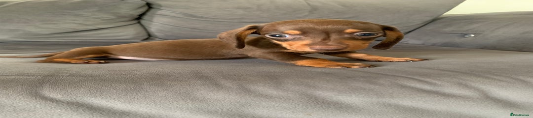 Dachshund Puppy 3