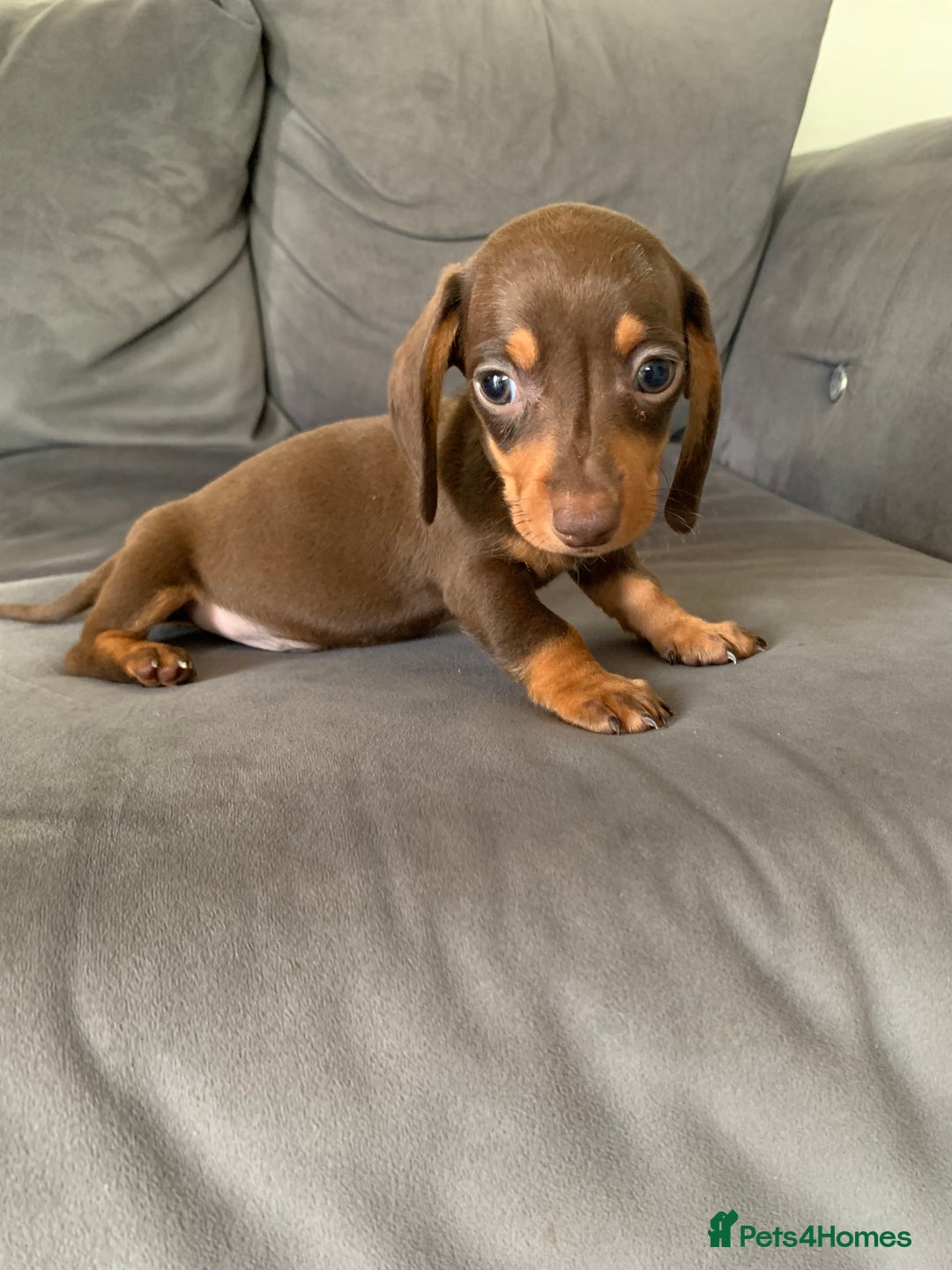 Dachshund dogs for sale: Adorable Dachshunds - Image 10