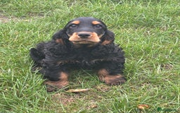 Cocker Spaniel dogs for sale: Sadly back available stunning show boy - Image 18
