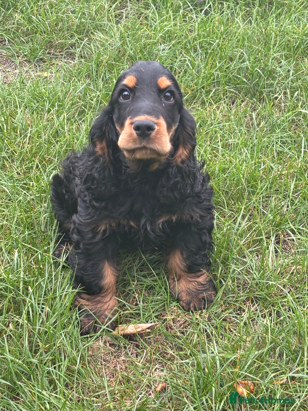 Cocker Spaniel dogs for sale: Sadly back available stunning show boy - Image 18