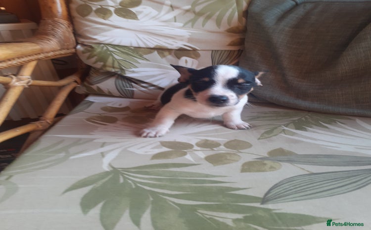 Jack Russell dogs - Advert 3