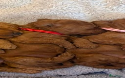 Cockapoo dogs for sale: Beautiful Cockapoo puppies - Image 4