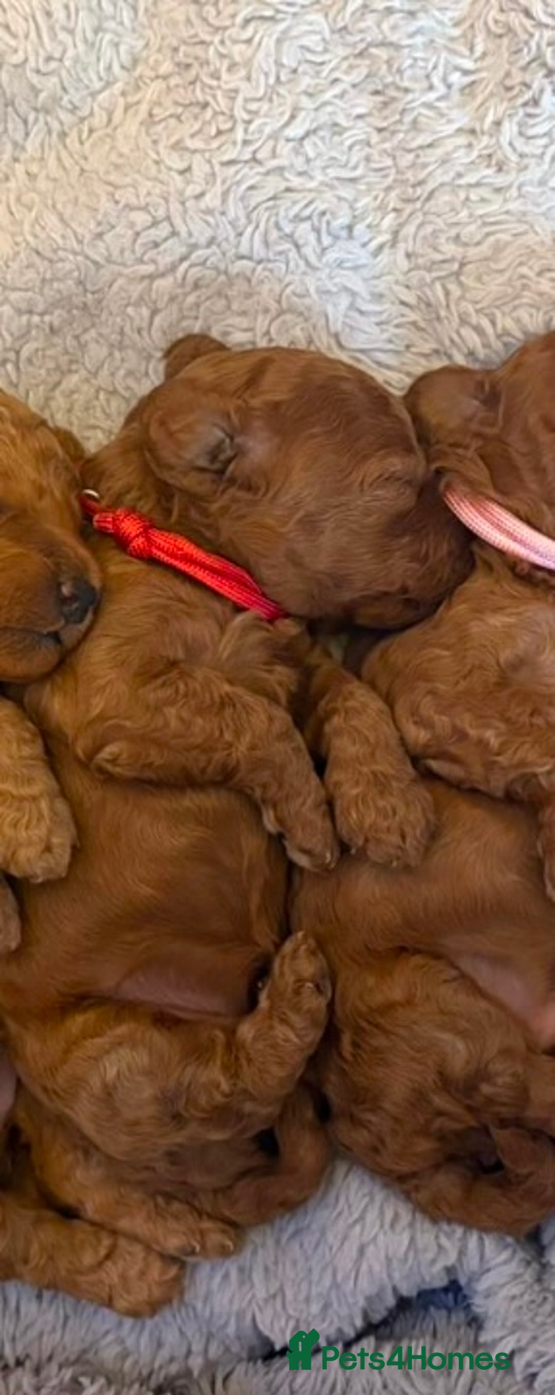 Cockapoo dogs for sale: Beautiful Cockapoo puppies - Image 4