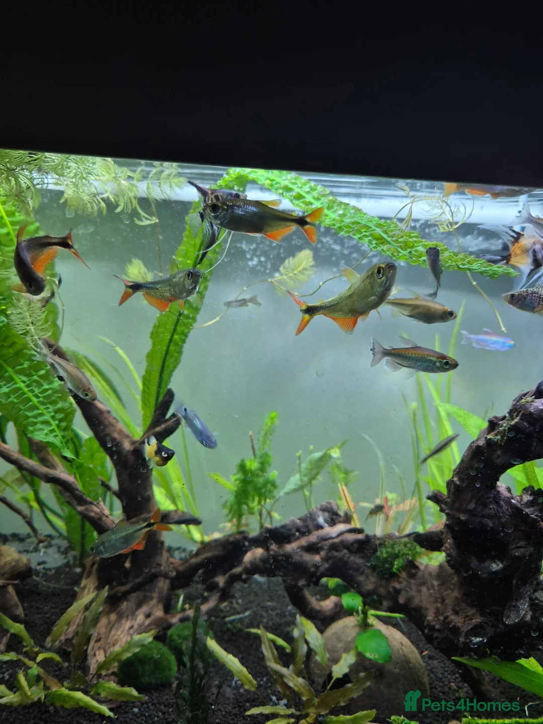 Tetras fish for sale: A group of 5 Benus Aires Tetras - Advert 3
