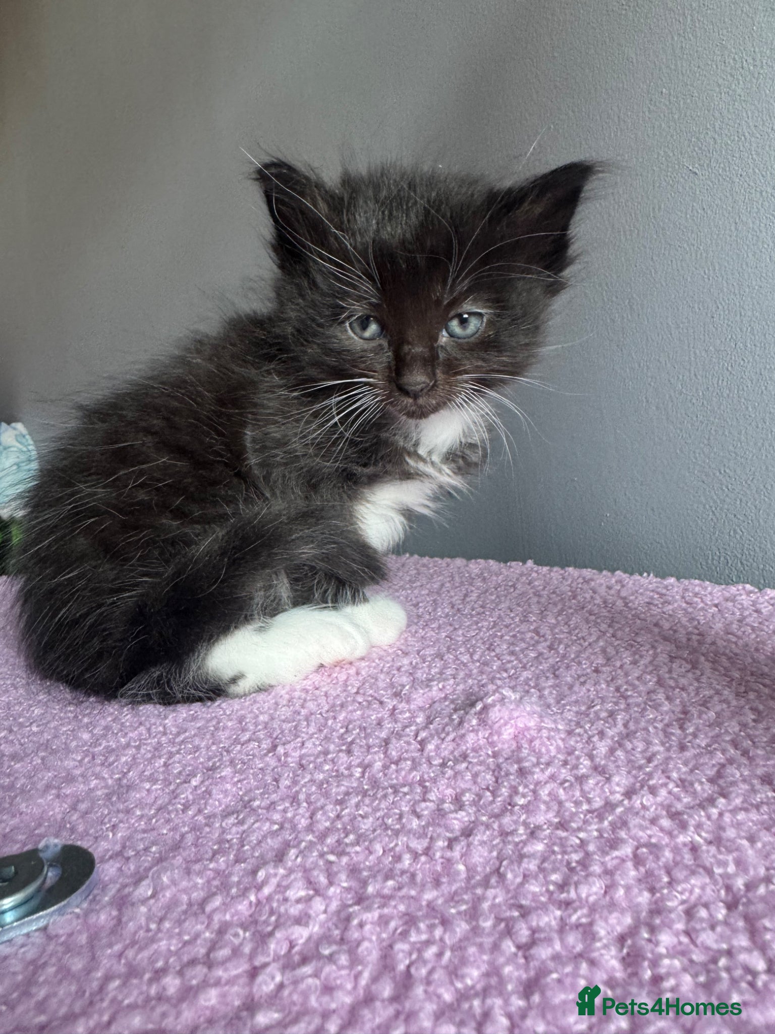 Ragdoll cats Ragdoll X kittens **1 left** - Advert 14