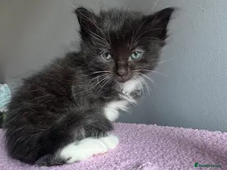 Ragdoll cats Ragdoll X kittens **1 left** - Advert 14