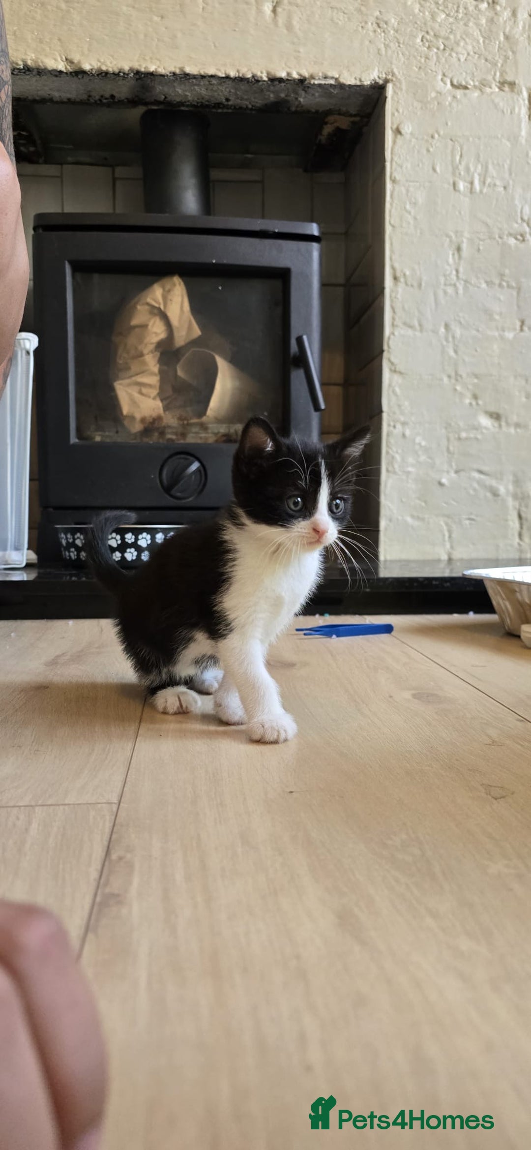 Mixed Breed cats for sale: Gorgeous mix breed kittens for sale!  - Image 8