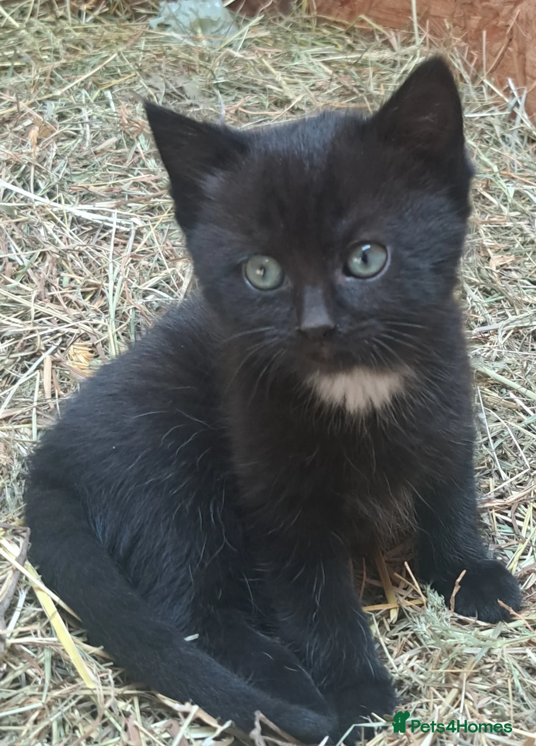 Mixed Breed cats for sale: Beautiful Kittens For Sale in Nantwich - Advert 2
