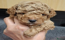 Toy Poodle dogs for sale: Beautiful Small Toy Poodle Pups for Sale. - Image 2
