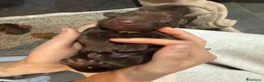 Cocker Spaniel 1