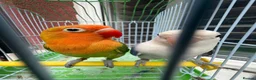Lovebirds birds for sale: Pair lovebirds - Advert 7