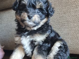 Mixed Breed dogs Pomchipoo, ready now. - Advert 2