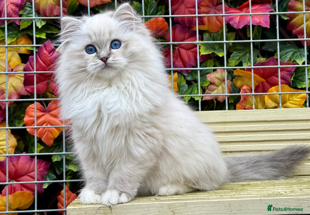 Ragdoll cats for sale: TICA REGISTERED  in Colchester - Image 10