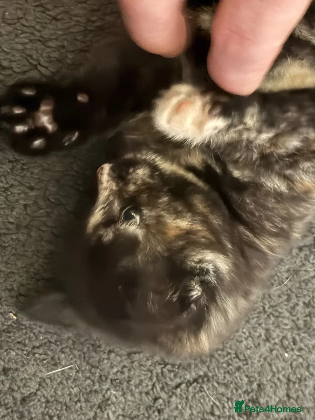 Mixed Breed cats for sale: Female kitten  - Advert 10