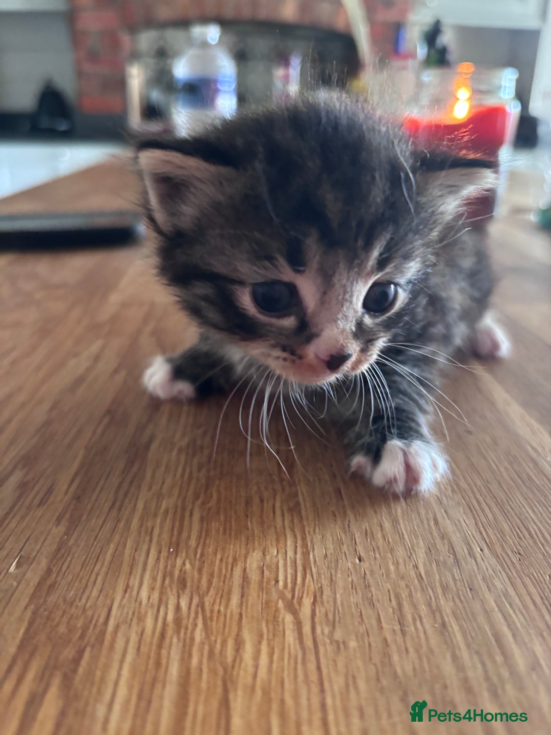 Mixed Breed cats for sale: Kittens 2 tabby 1 white tabby 1 grey tabby  - Image 3