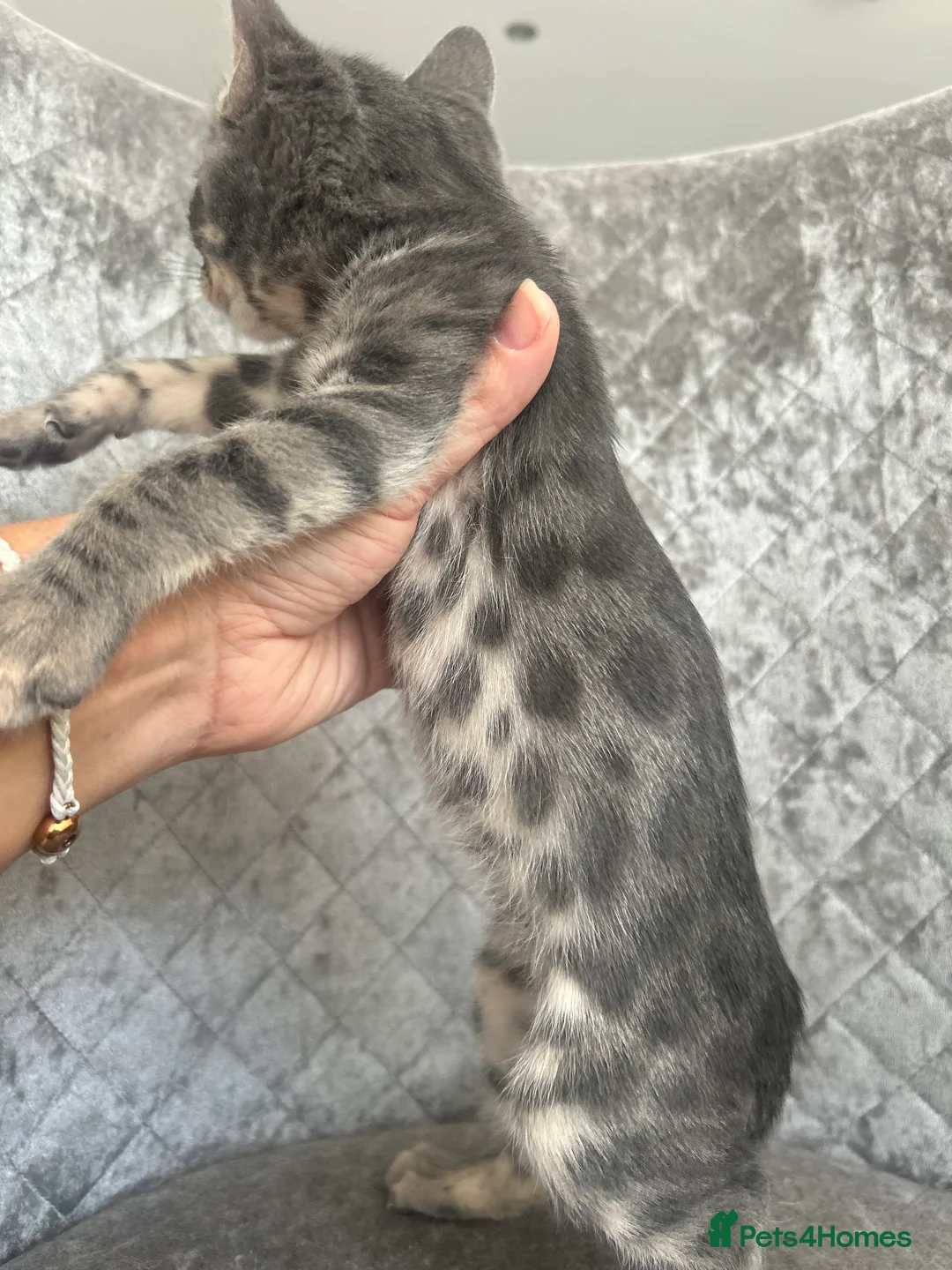 Bengal cats for sale: 💙Beautiful Blue Bengal Kittens - TICA Reg 💙 - Advert 11
