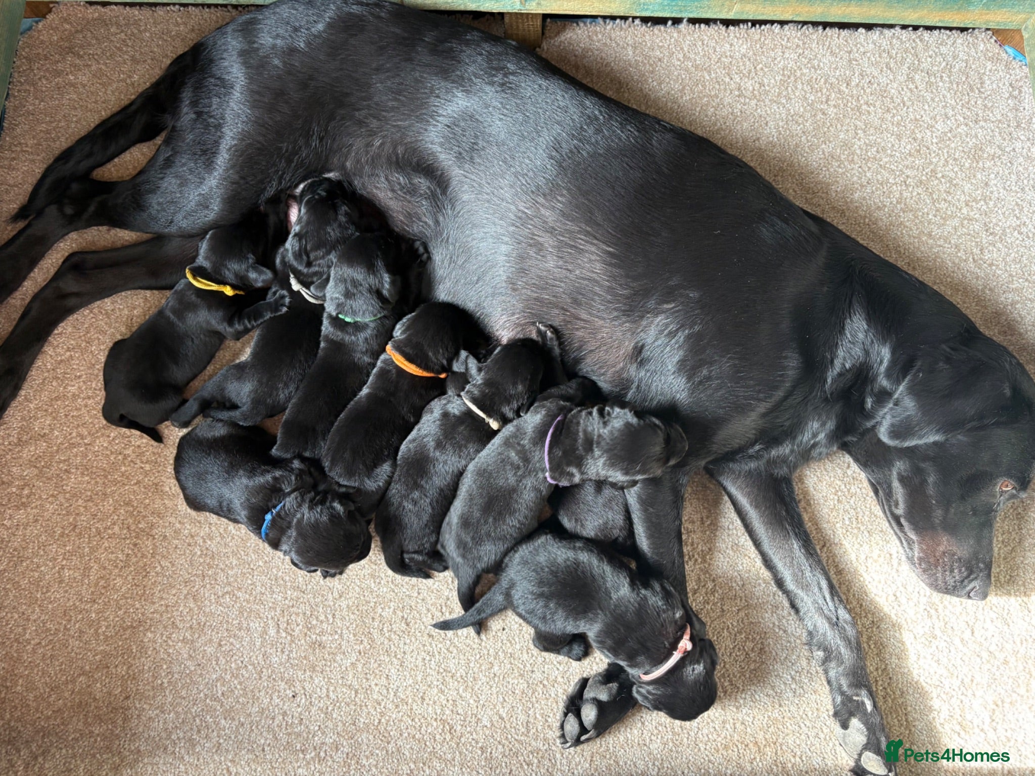 Labrador Retriever dogs KC Registered Black Working Labradors. - Advert 1