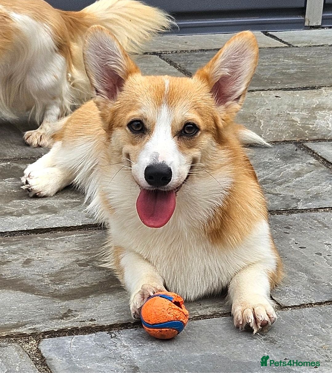 Welsh Corgi Pembroke dogs Female WPC Pet Only  - Advert 18