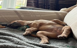 Staffordshire Bull Terrier dogs for sale: Female staffy  - Image 2