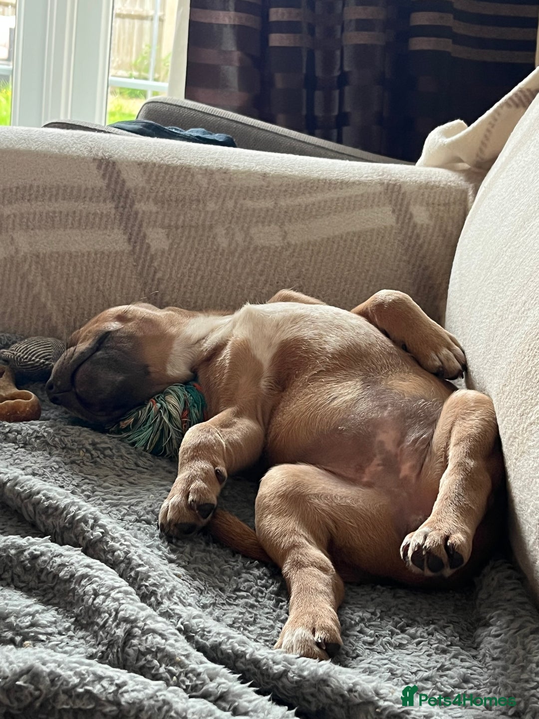 Staffordshire Bull Terrier dogs for sale: Female staffy  - Image 2