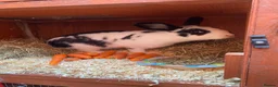 Mixed Breed rabbits for sale: ✨🐇Cute Mixed Breed Baby Bunnies Available😍🐇 - Advert 7
