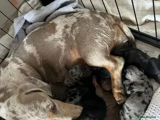 Miniature Dachshund dogs Adorable Miniature Dachshund Puppies - Advert 1