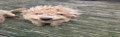 Cockapoo 2