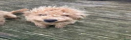 Cockapoo dogs for sale: 2 male cockapoo for sale  - Advert 4