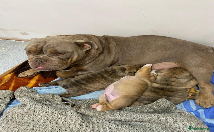 English Bulldog dogs for sale - Advert 3