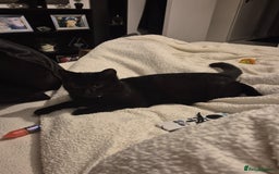 Domestic Shorthair cats for sale: Female 8 months free to good home  - Image 2