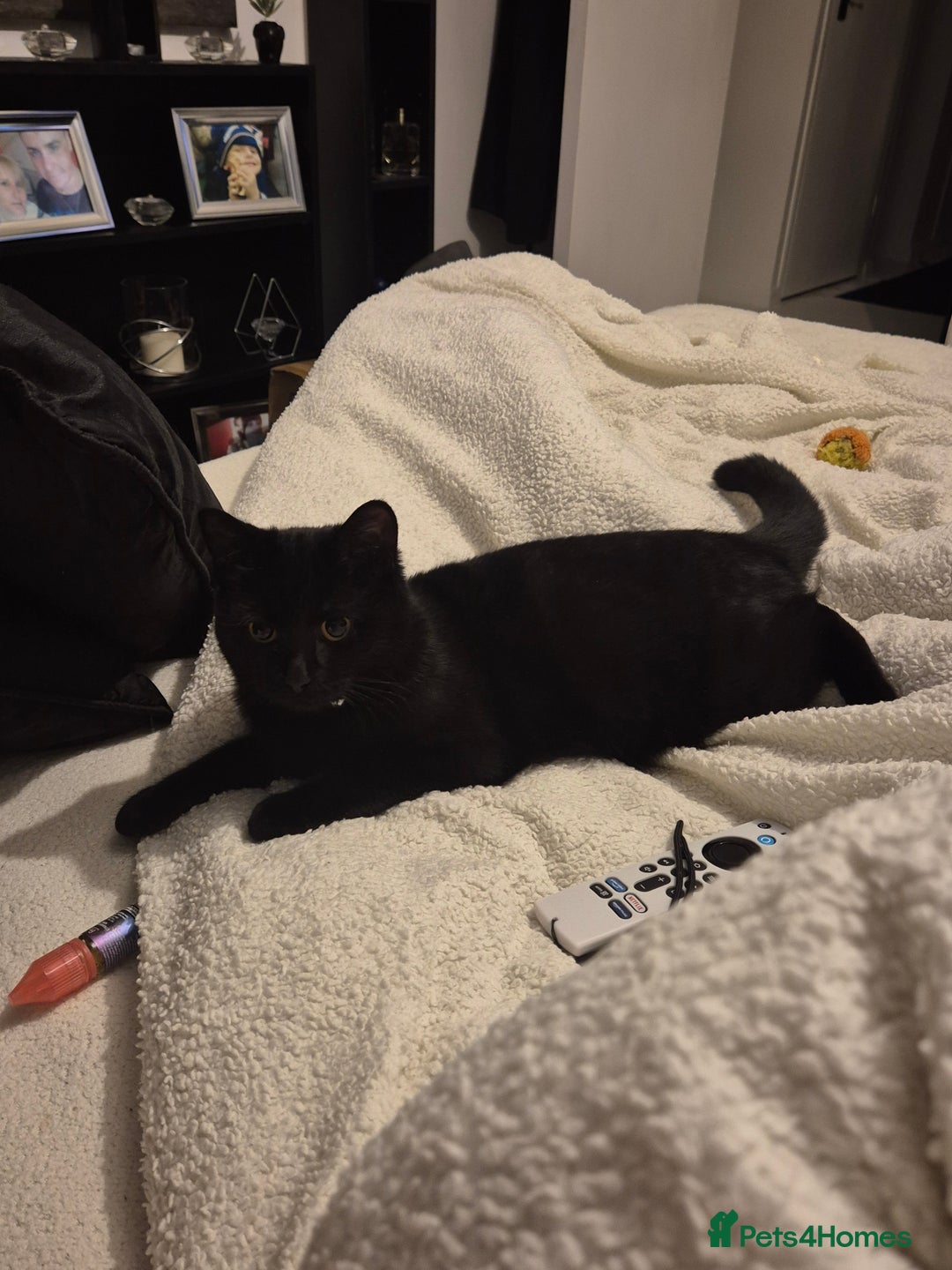 Domestic Shorthair cats for sale: Female 8 months free to good home  - Image 2