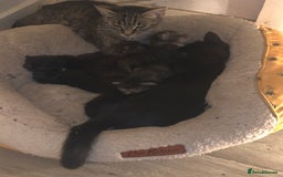 Mixed Breed cats for sale: 5 Male kittens ready for new homes - Image 10