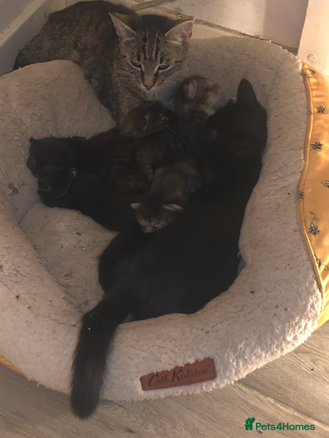 Mixed Breed cats for sale: 5 Male kittens ready for new homes - Image 10