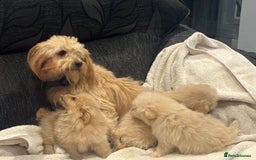 Cockapoo dogs for sale: Cockapoo puppies  - Image 11