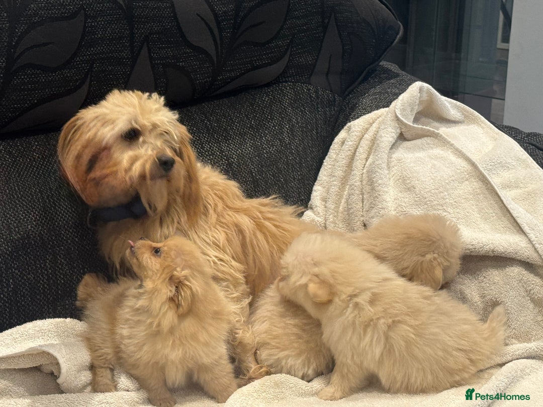 Cockapoo dogs for sale: Cockapoo puppies  - Image 11