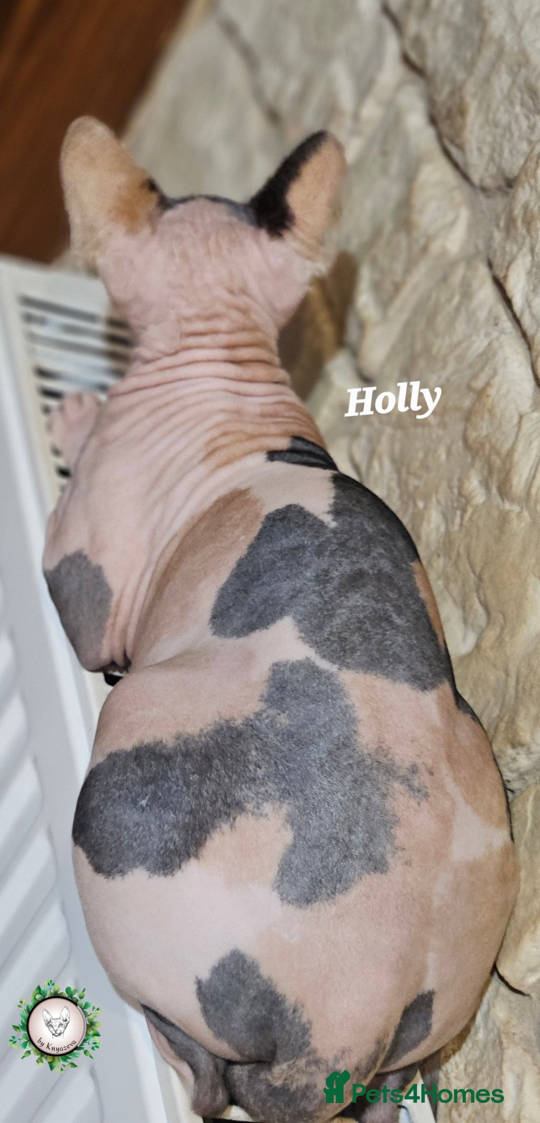 Sphynx cats for sale: Beautiful Canadian Sphynx Champion father line ❤️  - Advert 2