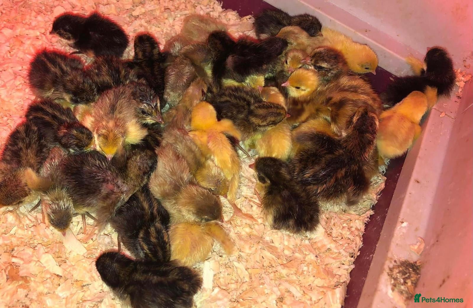 Quail poultry CHINESE PAINTED BUTTON QUAIL CHICKS ! - Advert 1
