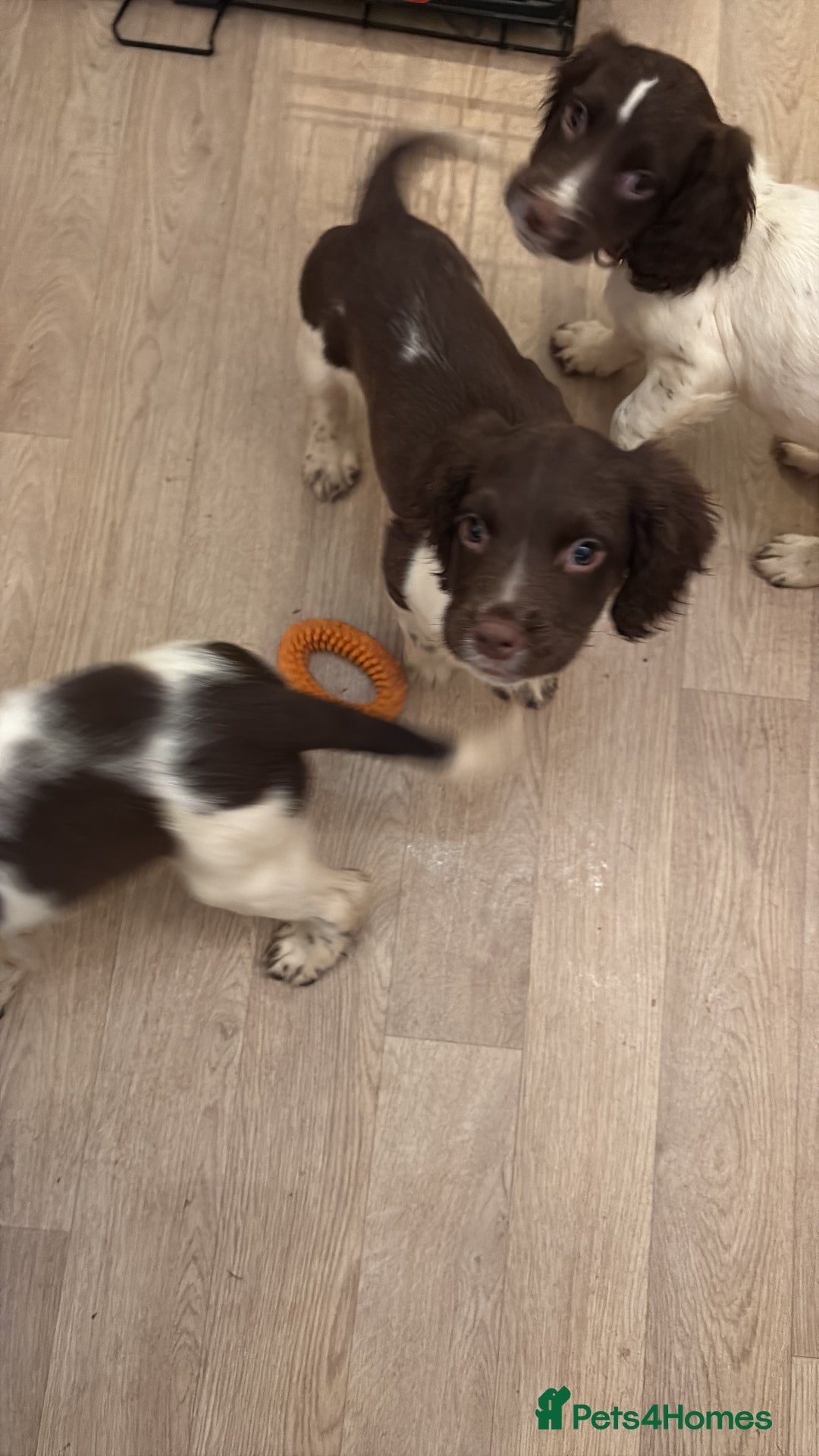 English Springer Spaniel dogs for sale: Two female pups left from a litter of 10 - Advert 5