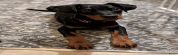 Dobermann dogs for sale: Doberman puppies " all reserved " - Advert 2