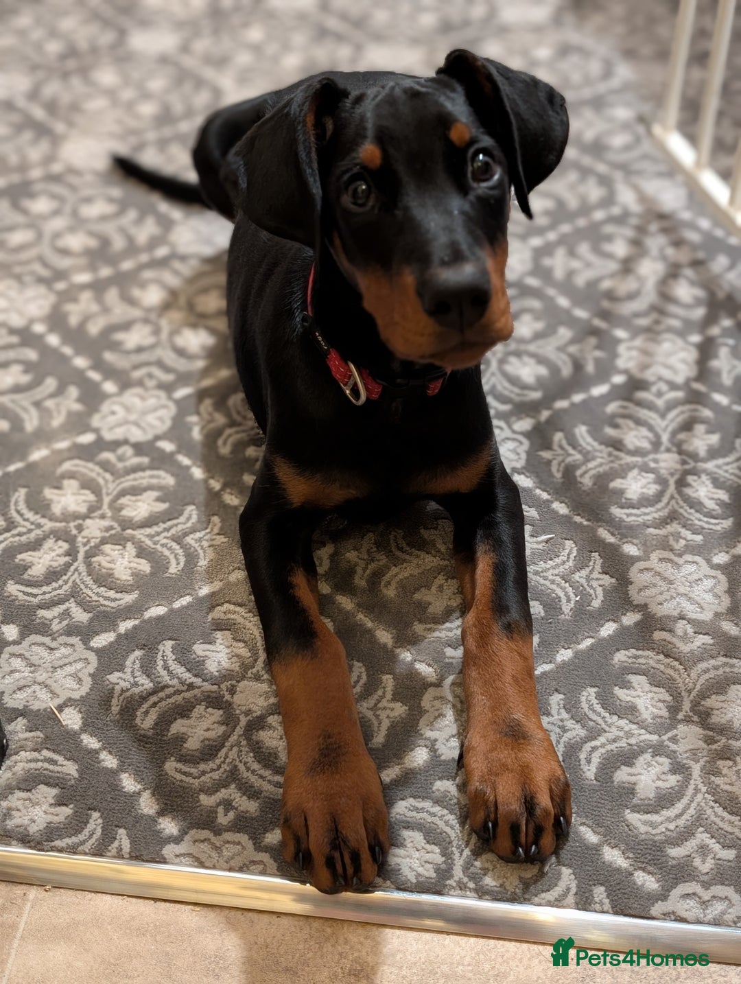 Dobermann dogs for sale: Doberman puppies " all reserved " - Advert 2