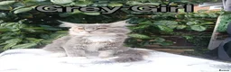 Maine Coon cats for sale: Maine Coon kittens "Pureee Love" - Advert 4