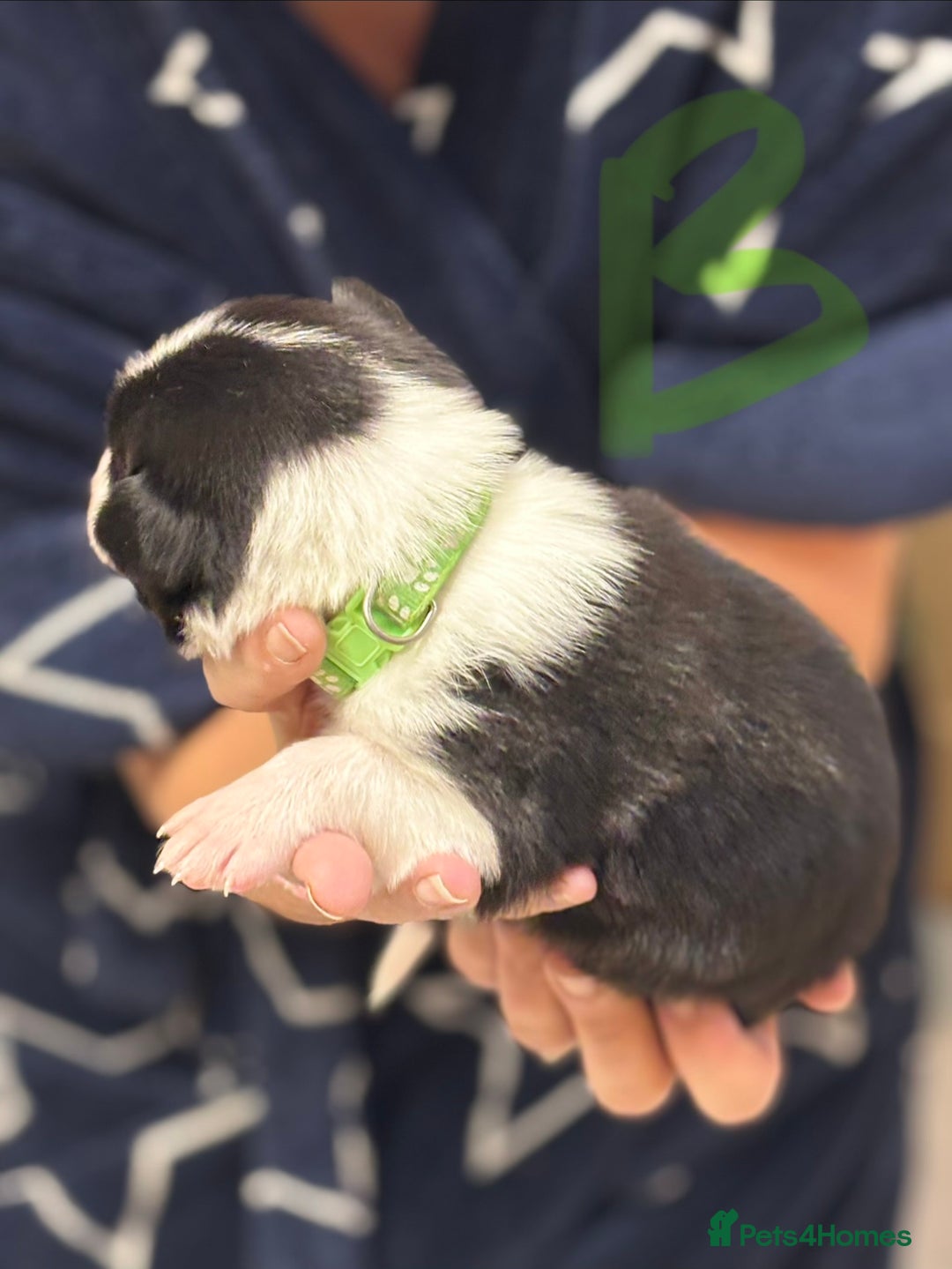 Border Collie dogs for sale: Border collie puppies - Advert 11