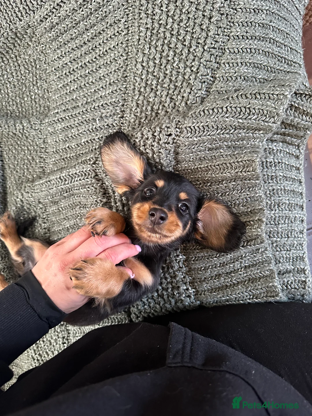 Miniature Dachshund dogs for sale: Last boy left. Mini longhaired dachshund £1300  - Advert 2