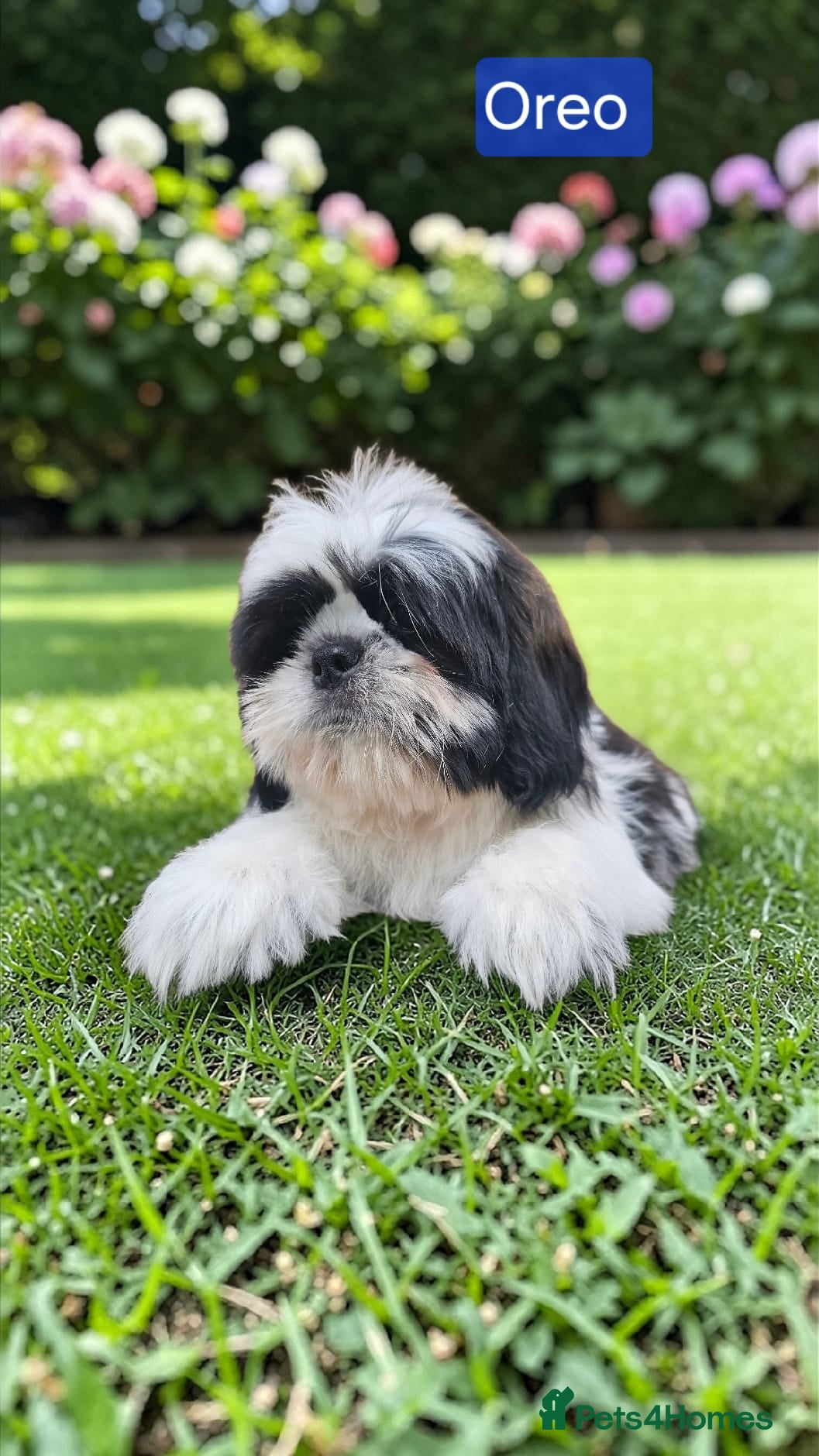Shih Tzu dogs  💞 QUALITY STANDARD SHIH TZU 💕 - Advert 2