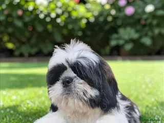 Shih Tzu dogs 💞 QUALITY STANDARD SHIH TZU 💕 - Advert 2