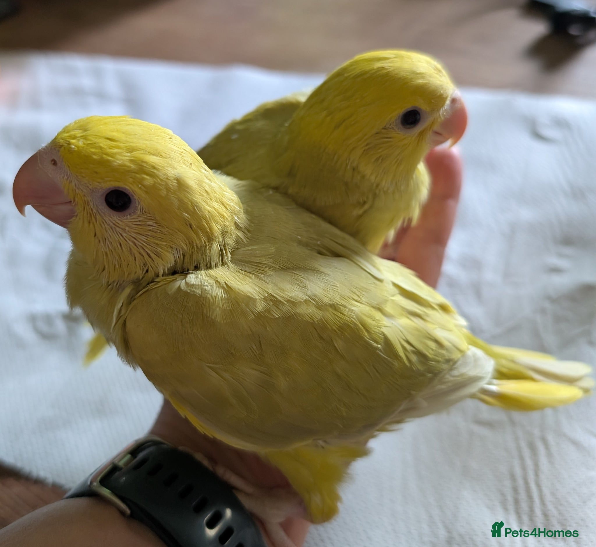Ringnecks birds Handreared baby ringnecks  - Advert 20