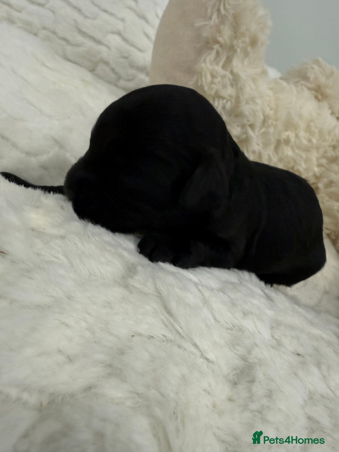 Cavapoo dogs for sale: Beautiful f1b. Black, black & Tan full DNA clear.  - Advert 3