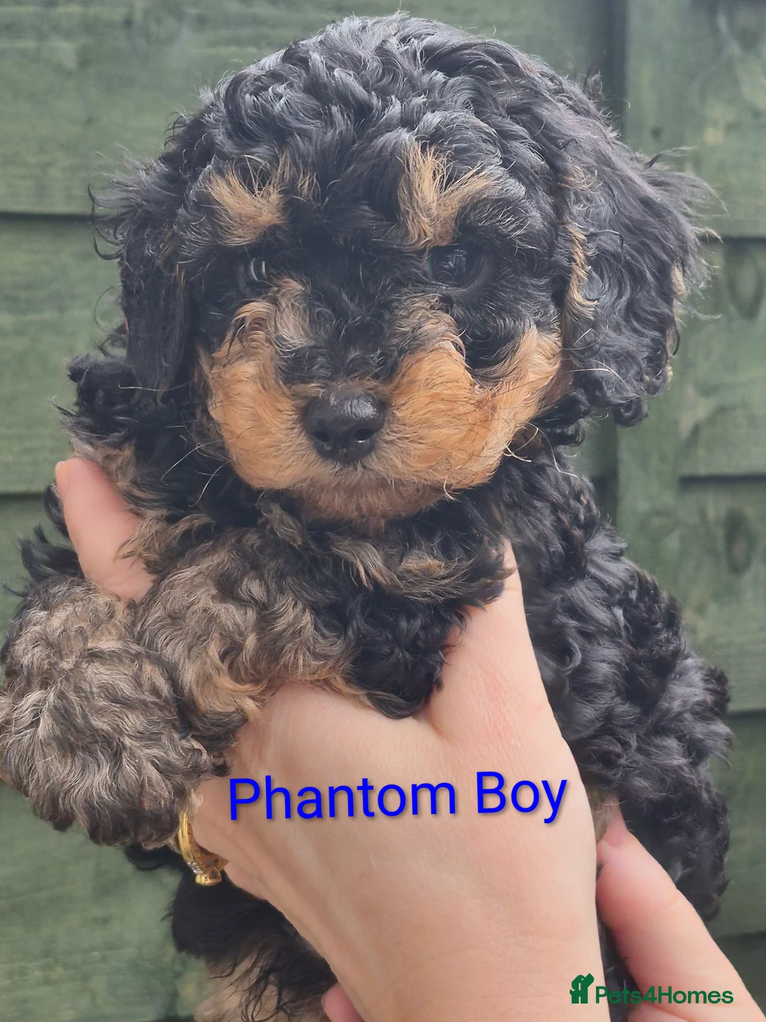 Cockapoo dogs for sale: Miniature Cockapoos in London - Advert 4